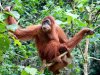 orangutan tree.jpg