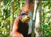 orangutan bananas.jpg