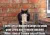 Funny-Cat-Pictures-with-Captions-5.jpg