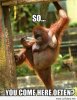 you-e-here-often-funny-memes-pinterestmonkey-meme-of-monkey-meme.jpg