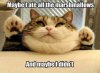fat-kitten-meme-2.jpg