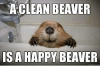 a-clean-beaver-is-a-happy-beaver-8761623-1.png