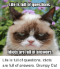 life-is-full-of-questions-idiotsarefullofanswersr-02013-grumpy-cat-realgrumpy-7186160.png