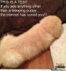puppies_o_776609.jpg
