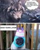 domestication.jpg