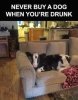 44915-never-buy-a-dog-when-youre-drunk.jpg