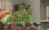 tenor-13.gif