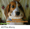 meatball-ldidnt-see-any-neatballs-funny-fidos-com-cfpics-funny-5409717.png