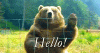 bear says hello.gif