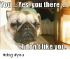 wou-f-yes-you-there-i-dont-like-you-dog-5269961.png