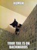 silly-kitty-thats-not-a-tail-6654.jpg