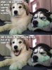 Funny-dog-telling-a-stupid-joke.jpg