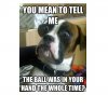 cute-funny-dog-meme-33.jpg