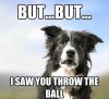 funny-dog-meme-but-but-i-saw-you-throw-the-ball.jpg