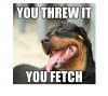 cute-funny-dog-meme-21.jpg