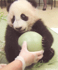 panda with ball.gif