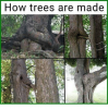 how-trees-are-made-24180544.png