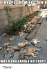 perhaps-growing-catnip-was-a-bad-gardening-choice-_blane_-23584561.png