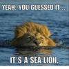 yeah-you-guessed-it-its-a-sea-lion-9949420.png