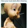 7-how-your-nuts-look-after-shaving-funny-adult-meme-wCPHHZ.jpg