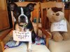 dog-shame-4.jpg