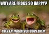 why-are-frogs-happy-memes.jpg