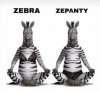 zebra zepanty.jpg