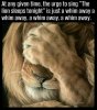 Lion sleeps.jpg