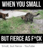 when-you-small-but-fierce-as-f-ck-source-imgur-small-52918330.png