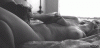 PL008.gif
