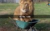 majestic-lion.jpg