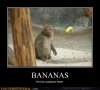 Bananas-He-Has-Mastered-Them-Funny-Monkey-Meme-Poster.jpg