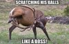 Funny-Animal-Memes---like-a-boss.jpeg