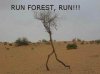 run-forest-run.jpg