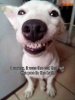 jack-russell-terrier-dog-meme-8.jpg