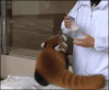 Panda bottle.gif