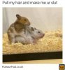 512-dirty-animal-25-pull-my-hair-funny-gerbil-sex-meme.jpg