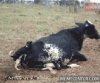 2C455AE1-6233-4264-9903-CDACE8C6D37A.gif