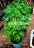 fake-tomatoe-plant-marijuana.jpg