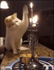 ·Cat·vs·Menorah·.gif