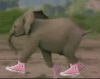 Fcuking·Cold·Elephants.gif