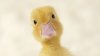 duckling-close-up-500315849-572917c93df78ced1f0b99ec.jpg