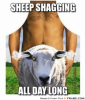 thumb_sheep-shagging-all-day-long-memes-funny-pics-frabz-com-50382427.png