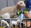 washing-cute-little-sheep-just-to-eat-it-later.jpg