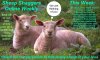 new-zealand-sheep-shagger-793.jpg