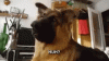 IMG_0084.GIF