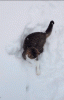 making_snow_angels_kitty_style.gif