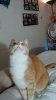 the·intense·look·of·a·kitty·on·the·hunt.jpg