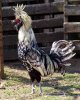 rooster-769381.jpg