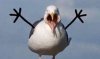 Armed Seagull.jpg